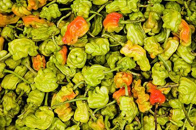 中式恐怖游戏《三伏》定档PV 6月10日公开